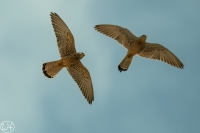 Rötelfalke