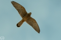 Rötelfalke