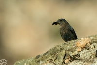 Blaumerle