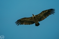 Gänsegeier