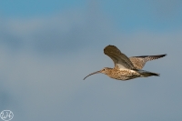 Brachvogel