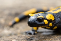 Feuersalamander