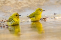 Senegalbrillenvogel