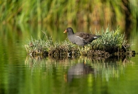Teichhuhn