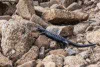 Alpensalamander