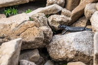 Alpensalamander
