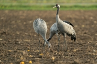 Kranich