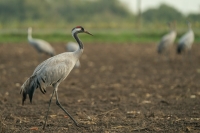 Kranich