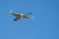 Höckerschwan