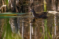 Wasserralle