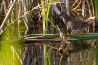 Wasserralle