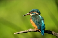 Eisvogel