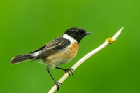 Scharzkehlchen