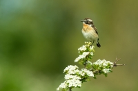 Braunkehlchen