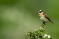 Braunkehlchen