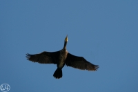 Kormoran