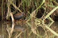 Wasserralle