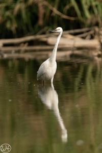 Seidenreiher