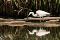 Seidenreiher