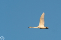 Höckerschwan
